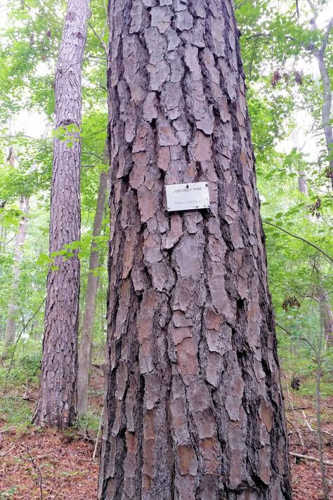 Loblolly Pine tree bark, located at University of Georgia's Thompson Mill Forest arboretum near Braselton GA (Jun 2018). Loblolly can grow up to 100 feet high with a trunk 2-5 feet in diameter; perhaps the fastest growing southern pine. Loblolly Pine, Mythical Art, Wood Elves, Tree Bark Texture, Pine Bark, Second Brain, Higher Art, Bark Texture, Tree Study