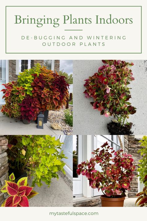 How to safely move your outdoor plants inside without bugs! #bringingplantsindoors #winteringplants #debuggingplants #bugsfreeplants #nomorebugs #pestfreeplants #gardening #indoorgardening #gardeningtips How To Bring Outdoor Plants Inside, Debugging Plants To Bring Inside, Taking Care Of Plants, Impatiens Plant, Moving Plants, Plant Goals, Outside Plants, Insect Spray, Plant Tips