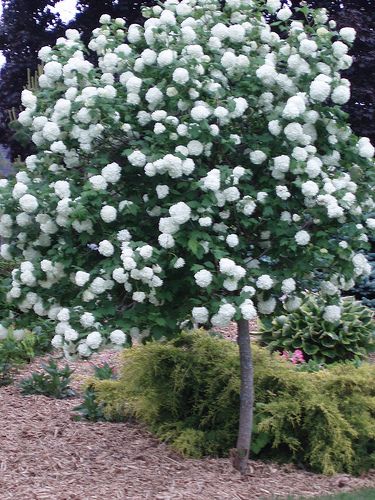 Snowball Bush This fast-growing bush is loaded with scented ‘snowball’ from early to midsummer. Bright green foliage adds autumn interest as it turns reddish purple as the season progresses. Wildlife is attracted to this beauty in the garden. Quickly grows to 6-8’ tall with a 4-6’ spread. Great in borders and as a cut flower. Viburnum opulus 'Sterile' Zones: 3-8	Light: Partial Sun Height: 6-8’ Bloom Time: Early - Midsummer