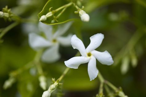 Star Jasmine Vines Add a Heady Fragrance to Your Garden Star Jasmine Flower Tattoo, Star Jasmine Flower, Star Jasmine Vine, Jasmine Vines, Grafting Roses, Trachelospermum Jasminoides, Jasmine Vine, Rose Cuttings, Tattoos Simple