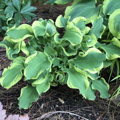 Hosta Care - Planting, Growing & Cultural Information Hosta Care, Proven Winners Perennials, Hosta Plants, Cherries Jubilee, Hummingbird Flowers, Evening Sun, Shade Plants, Types Of Soil, Lavender Flowers