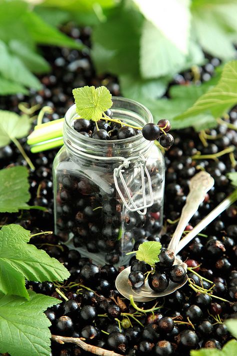 Culinary Art, Black Currant, Black Currants, Wild Berry, Tutti Frutti, Culinary Arts, Black Bird, Fruits And Vegetables, Bird Feeders