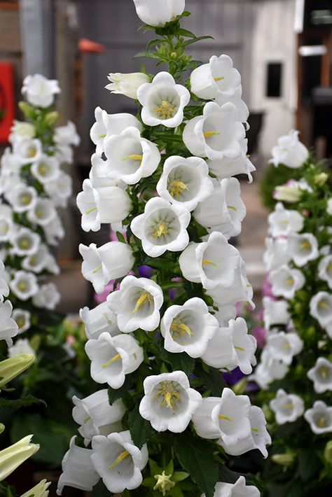 Champion White Canterbury Bells (Campanula 'Champion White') at Roger's Gardens Canterberry Bells, Bellflower Aesthetic, Canterbury Bells Flower, White Campion, Campanula Flowers, White Wild Flowers, Flower Core, Canterbury Bells, Flower References