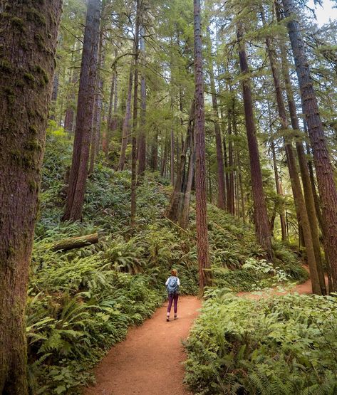 11 Incredible Hikes Near Cannon Beach: Oregon Coast's Playground for Adults — Uprooted Traveler Arcadia Beach Oregon, Cannon Beach Oregon Wedding, Indian Beach Oregon, Ecola State Park Oregon, Cannon Beach Oregon Photography, Hiking Motivation, Oregon Coast Aesthetic, Hiking In Oregon, Camping Oregon