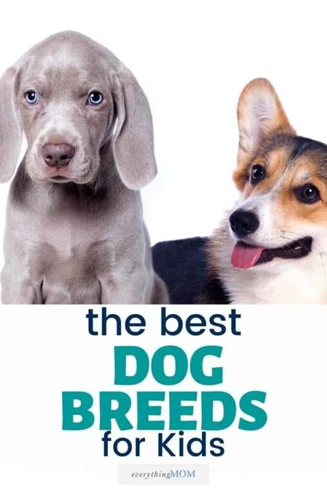 Looking for the best dog breeds for kids? Well, we are sharing some of the best dog breeds for kids to help you in choosing your next family dog! Best Family Dogs That Dont Shed, Best Dog Breeds For Kids, Best Dog Breeds For Families, Small Family Dogs, Best Family Dog, Good Family Dogs, Best Family Dogs, Dog Breeds For Families, Best Family Dog Breeds