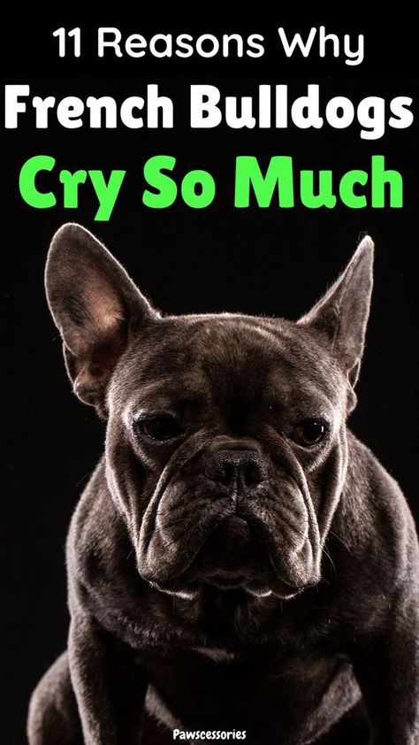 Your french bulldog is a big crier. It seems like no matter what you do, they always find a reason to cry and whine. What’s going on? Is it normal for french bulldogs to cry so much or is something wrong? In this post you’ll discover, 11 real reasons why french bulldogs cry so much, when their whining and crying is something to worry about, 4 tips to help reduce how much your frenchie cries (tip #1 is extremely effective!), and much, much more. Grey French Bulldog Puppy, French Bulldog Information, Grey French Bulldog, Merle French Bulldog, Toy Bulldog, French Bulldog Facts, French Bulldog Funny, Paw Cleaner, Frenchie Lovers