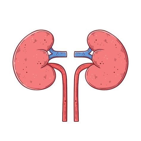 Kidney Cartoon, Kidney Drawing, Kidney Illustration, Simple Vector Illustration, Human Kidney, Body Illustration, Rubber Hose, Drawing Simple, Cartoon Drawings