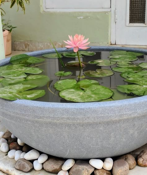 The perfect water lily setting at my house Koi Pond Design, Lotus Garden, Indoor Water Garden, Garden Pond Design, Diy Garden Fountains, Front Garden Landscape, Herb Garden Design, Corner Garden, Lotus Pond