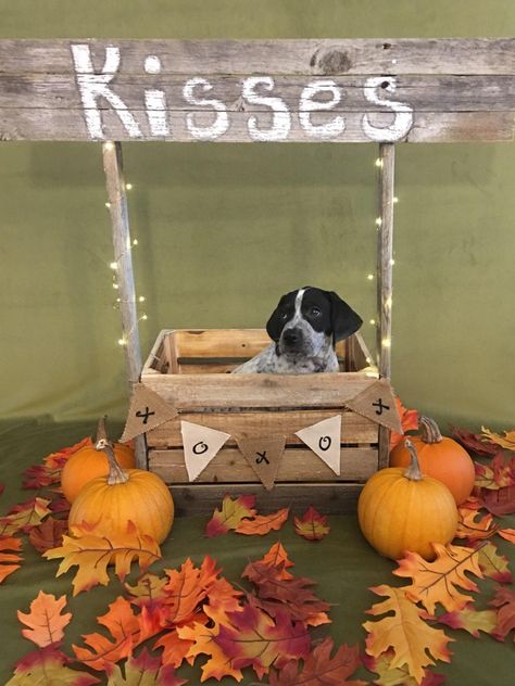 Puppy kissing booth Dog Kissing Booth, Animal Rescue Fundraising, Booth Diy, Dog Wash, Kissing Booth, Fundraising Ideas, Trunk Or Treat, Animal Rescue, Trunk