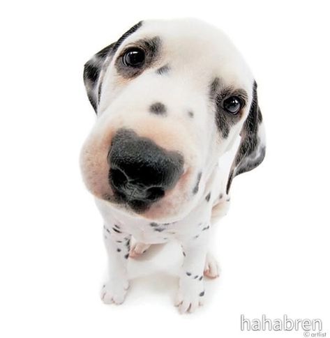 0.5 Dog Pics, Dog Dalmatian, Dalmatian Puppies, Goofy Dog, Easiest Dogs To Train, Icon White, White Icons, Cute Puppy Pictures, Dog Icon