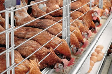 Chicken Rearing, Poultry Business, Broiler Chicken, Day Old Chicks, Poultry Cage, Poultry Feed, Farming Business, Livestock Farming, Chicken Cages