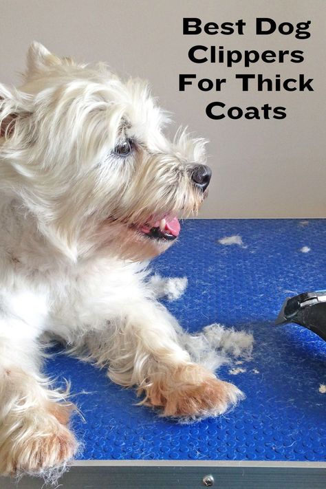 Best Dog Clippers Pet Grooming, Dog Clippers Pet Grooming, Dog Grooming Clippers, Dog Clippers, Long Haired Dogs, Norfolk Terrier, Yorkie Dogs, Terrier Dogs, Hair Clippers