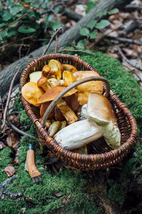 Wild Mushroom Photography, Edible Mushrooms, Still Life Photos, Forest Pictures, Fantasy Forest, Fairytale Fantasy, Forest Photography, Wild Mushrooms, Magical Forest