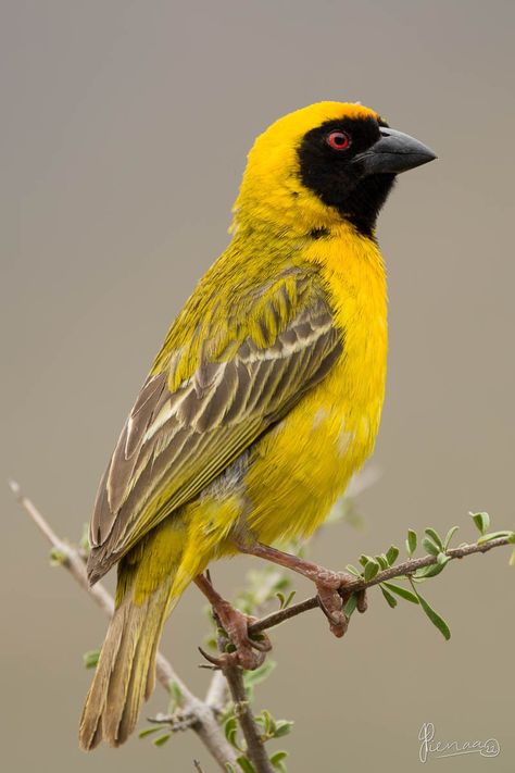 Karoo National Park, South Africa Birds Of South Africa, South African Plants, Karoo Plants, South African Animals, South African Birds, African Birds, African Plants, Botanical Watercolor, Baby Bird