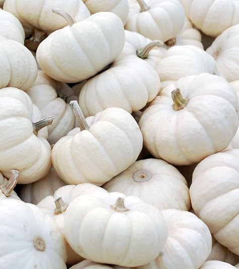 Pumpkin Benefits, Jackfruit Seeds, Pumpkin Varieties, Pumpkin Juice, Garlic Benefits, Baby In Pumpkin, Delicious Fruit, Aesthetic Colors, Organic Vegetables