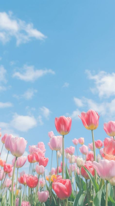 Aesthetic tulip garden and blue sky landscape wallpaper outdoors blossom flower. | premium image by rawpixel.com Blue Tulips Wallpaper Iphone, Tulips Iphone Wallpaper, Tulip Iphone Wallpaper, Wallpaper Tulips Aesthetic, Wallpaper Aesthetic Tulips, Landscape Wallpaper Iphone, Wallpaper Outdoors, Wallpaper Tulips, Blue Sky Landscape