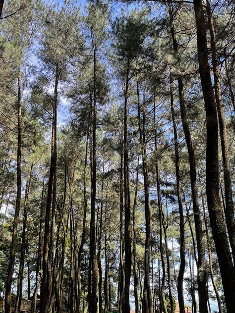 Forest, gloomy Pinegrove Aesthetic, Pine Forest Aesthetic, Sunny Forest, Aesthetic Poses, Pine Valley, Forest Aesthetic, Pine Forest, Sunnies, Forest