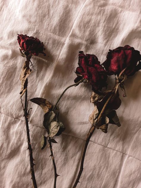 Dead Roses Aesthetic, Dead Flowers Aesthetic, Lady Capulet, Dead Roses, Wilted Rose, Wilted Flowers, Eminem Wallpapers, Dead Flowers, Diy Gifts For Girlfriend