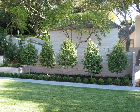 Landscape Modern Front Garden Design, Pictures, Remodel, Decor and Ideas - page 7 Olive Trees, Ideas Pictures, Own Home, Front Yard, Landscaping, Design Ideas, Trees, Yard, Design