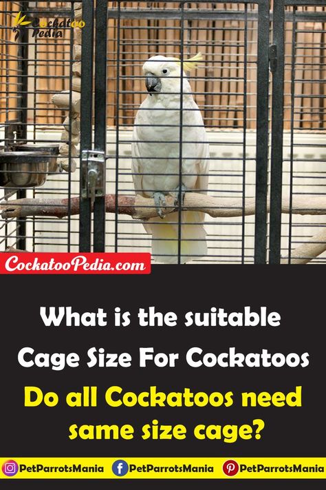 Cockatoos are very active parrots, and with their amazingly intelligent brains, they cannot afford to be confined in a small cage. They need a large cage to go from perch to perch and find the best place to see their favorite view. Similarly, they need a big room to stretch and move and have fun playing with toys. Big Bird Cage Ideas, Cockatoo Enrichment, Cockatoo Toys, Big Bird Cage, Big Room, Places To See, Parrot, The Good Place, Birds