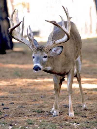 Deer Deer Pics, Whitetail Deer Pictures, Whitetail Hunting, Regard Animal, Deer Photography, Whitetail Deer Hunting, Majestic Deer, Metal Heads, Big Deer