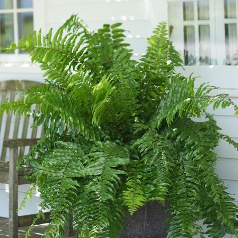 Macho Fern, Large Houseplants, Spring Planters, Spring Planter, Large Indoor Plants, Porch Plants, White Flower Farm, Container Ideas, Ceremony Decor