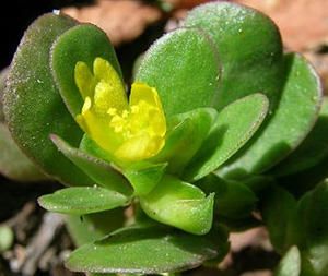 If You See This Weed Growing In Your Yard, Don’t Pick It – Here’s Why – The Lost Herbs Purslane Benefits, Small Yellow Flowers, Portulaca Oleracea, Medicinal Herb, Leafy Plants, Herbal Supplements, Medicinal Herbs, Medicinal Plants, Herbal Medicine