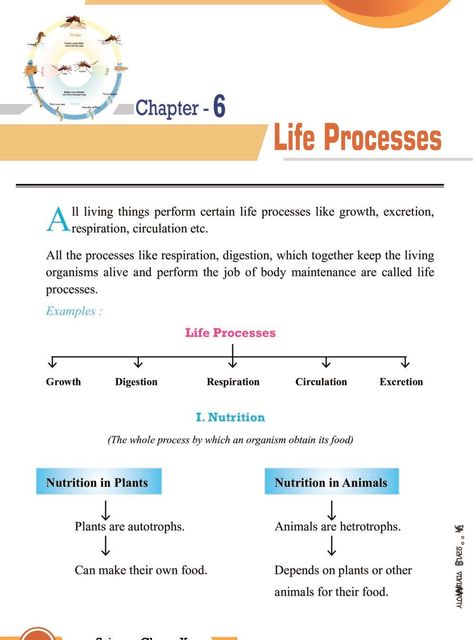 Class 10 Science Notes for Life Processes Class 10 Biology Notes Chapter 1, Nutrition Class 10 Notes, Cbse Class 10 Science Notes, Biology Life Process Notes, Class 10 Bio Notes Life Process, Life Processes Biology Notes Class 10, Life Processes Biology Notes Class 10 Aesthetic, Class 10 Life Processes Notes, Science 10 Notes