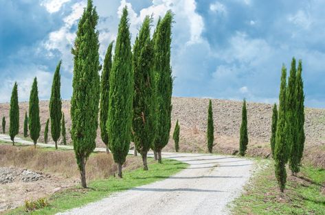 It?s always nice to have trees in the landscape. It?s extra nice to have trees that don?t lose their foliage in the winter and remain bright all year long. Learn more about growing evergreen trees in zone 9 and selecting zone 9 trees that are evergreen in this article. Cypress Plant, Italian Cypress Trees, Fast Growing Shade Trees, Fast Growing Evergreens, Italian Cypress, Cupressus Sempervirens, Growing Trees, Porch Plants, Evergreen Garden