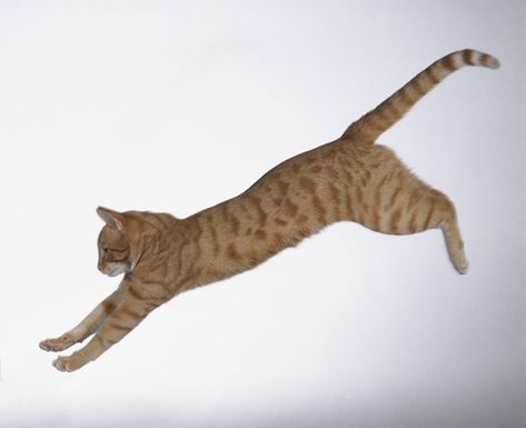 Some cats can jump up to six times their length or over eight feet in a single bound! That’s why it’s important to keep valuables in cabinets and out of reach. Cat Jumping Side View, Cat Jumping Drawing Reference, Cat Jumping Down, Animals Sketching, Flight Pictures, Leaping Cat, Cats Poses, Birman Kittens, Jumping Poses