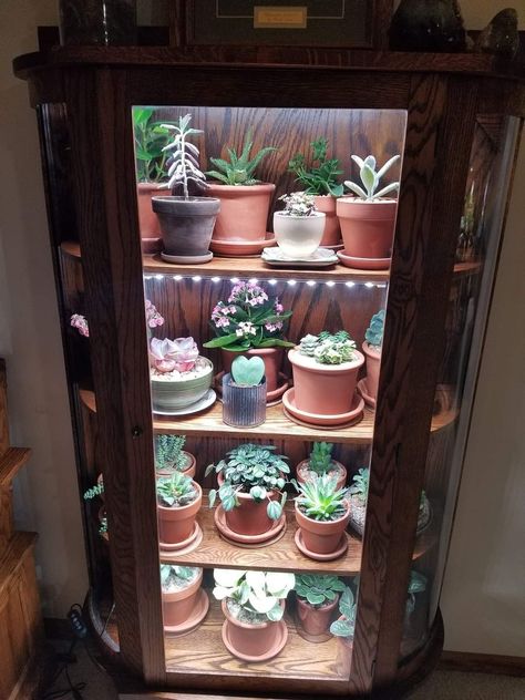 Plant Bookcase Ideas, Curio Cabinet For Plants, China Cabinet Plant Display, Plant Collection Display, Curio Cabinet Greenhouse, Curio Styling, Plant Cupboard, Bay Window Plant Display, Plant Cabinet Display