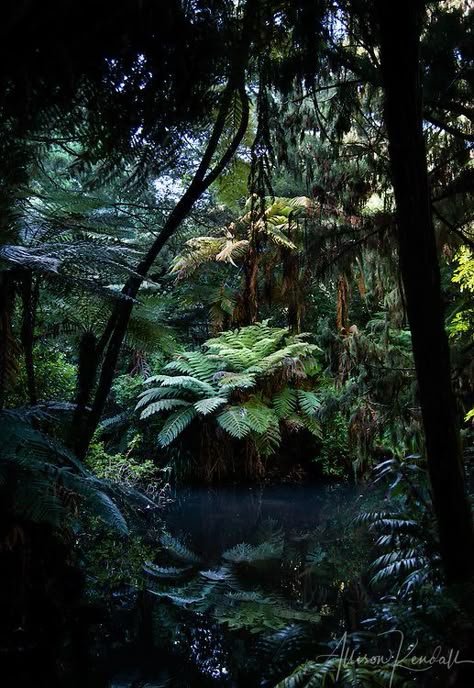 Pukekura Park, New Zealand Forest, Jungle Photography, Deep Jungle, Forest Leaves, Photography Still Life, Jungle Scene, Tree Fern, Jungle Leaves