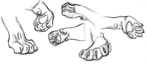 Lion paw field sketch drawings - Gary Geraths Tiger Paw Reference, Feline Paw Reference, Lion Paws Drawings, Feline Paws Drawing, Lion Anatomy Reference, Lion Paws Reference, Lion Paw Drawing, Tiger Paws Reference, Tiger Paw Drawing