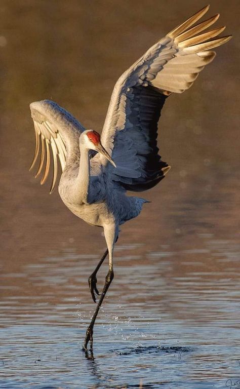 Point Photography, Ryan Evans, Sandhill Crane, Crowned Crane, Regnul Animal, Crane Bird, Pretty Animals, Nature Birds, Bird Drawings