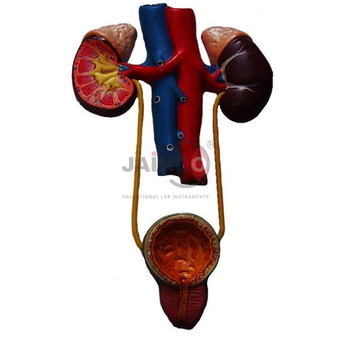 Juxtaglomerular Apparatus, Excretory System, System Model, Human