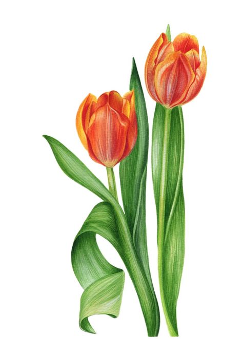 Tulip Flower Drawing, Flower Wall Art Decor, Tulip Drawing, Tulip Painting, Tulips Art, Watercolor Tulips, Tulip Flower, Watercolor Flowers Paintings, Color Pencil Art