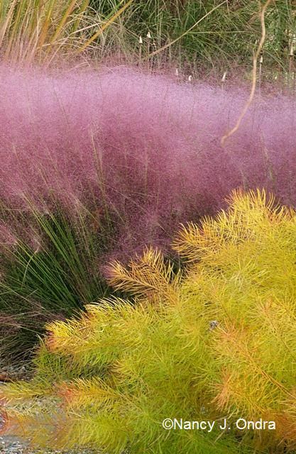 Native Grasses Landscaping Colorado, Pink Muhly Grass Companion Plants, Oklahoma Native Grasses, Artemesia Silver Mound, Molinia Caerulea Transparent, Grasses Landscaping, Grasses Garden, Colorful Plants, Plant Combinations