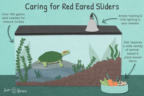 A Guide to Caring for Pet Red Eared Sliders Red Eared Slider Turtle Habitat Tanks, Red Eared Slider Turtle Habitat, Pet Turtle Care, Aquatic Turtle Tank, Turtles Pet, Water Turtles, Turtle Tank Setup, Puppy Party Theme, Fish Habitat