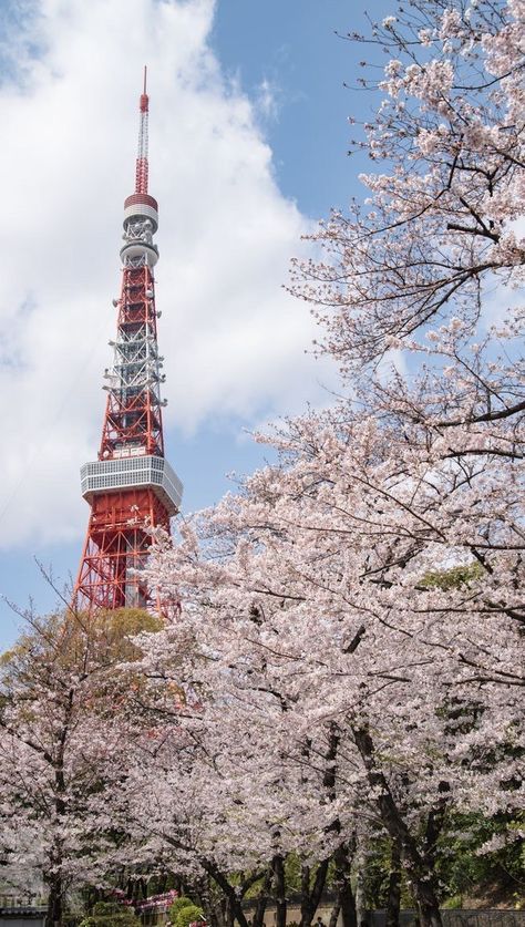 Adelaine Morin on Reels | Adelaine Morin, Sakura Trees, Clueless Vibes, Tokyo Aesthetic, Seoul Korea Travel, Tokyo Tour, Japan Landscape, Paris Wallpaper, Tokyo City