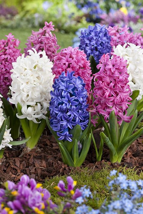 Hyacinth Bulbs, Hyacinth Flowers, Indoor Flowering Plants, Cactus Planta, Patio Plants, Peat Moss, Small Bouquet, Garden Borders, Fragrant Flowers