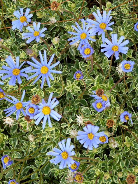 Flowers In Garden, Marguerite Daisy, Design Garden Ideas, Blue Daisies, Nails Flower, Flowers Gardening, Home Landscape, Wallpaper Flower, Flower Nail Designs