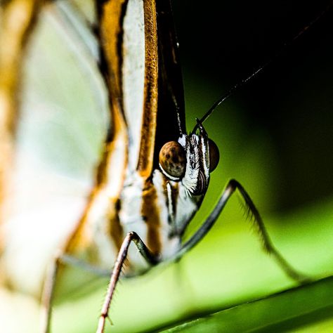 Butterfly Front View, Butterfly Close Up Photography, Butterfly Close Up, Design Folder, Art Butterflies, Butterfly Eyes, Wallpaper Video, Eye Close Up, Butterfly Face