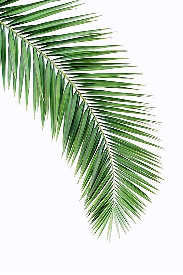 Beautiful Palm leaf with nordic design. Clean and stylish design A perfect complement to a picture collage on the wall and will definitely add a nice touch to your home. / Thank you for visiting Poster Art Prints, and looking at our beautiful print designs. We offer a wide range of very affordable… • Millions of unique designs by independent artists. Find your thing. Palm Leaf Wall Decor, Palm Leaf Wall Art, Leaf Printable, Leaf Wall Decor, Printable Leaves, Leaf Poster, Botanical Sketchbook, Palm Tree Leaves, Vine Tattoos