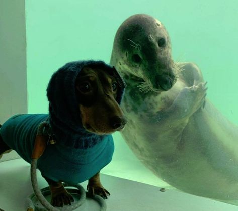 Mandatory Laughs: Today’s Funny Photos For 11-12-2020 Dachshund Funny, Dangerous Dogs, Funny Dachshund, Love Your Pet, Dachshund Dog, Funny Photos, Dachshund, Fur Babies, Fish Pet