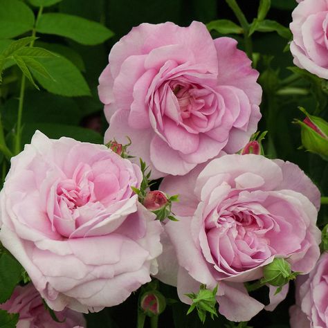 Rosa 'Ispahan'. An old-fashioned Damask rose, thought to be originally from Persia. The name Ispahan is from the name of city of Isfahan in Iran. Also known as 'Pompon des Princes'. Heritage Rose, Insect Spray, Rosa Coral, Heirloom Roses, Rose Varieties, Coming Up Roses, Damask Rose, Rose Pictures, Rose Bush