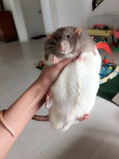 One big boy Fat Animals, Rats And Mice, Pet Rat, Cute Rats, A Rat, Pet Rats, Hamsters, Rodents, Mice