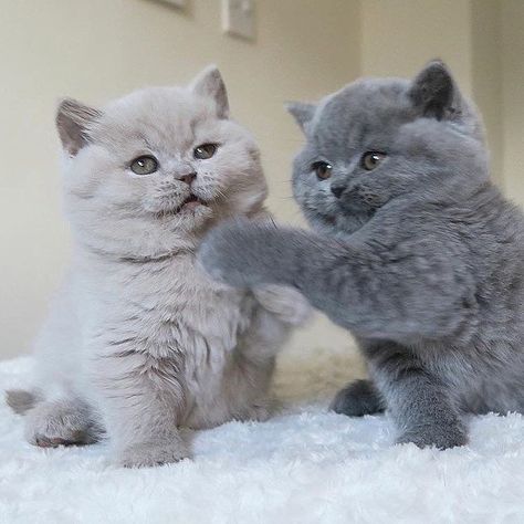 #cat #cute Instagram'da BSH Cats Care (@_britishshorthaircats_): "We’re Your Fluff Of Joy ❤️ ⠀ BSH Love We SHARE ‘Cause We CARE ❤️⠀ Our love goes out to…" #ragdollcatshorthair #babycatscare British Shorthair Kittens, Söt Katt, British Shorthair Cats, Image Chat, Most Beautiful Cat Breeds, Cat Aesthetic, Cute Cats And Kittens, Cute Kittens