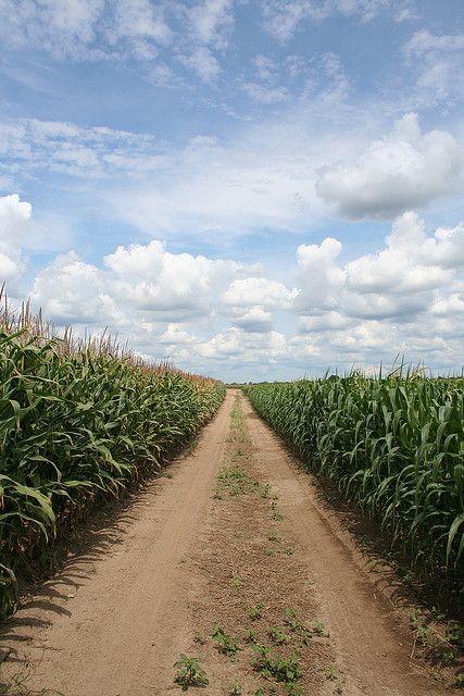 that old dirt road.....if it could only speak. Corn Field, Dirt Roads, Country Landscape, Country Roads Take Me Home, Country Landscaping, Dirt Road, Photography Landscape, Back Road, Country Farm