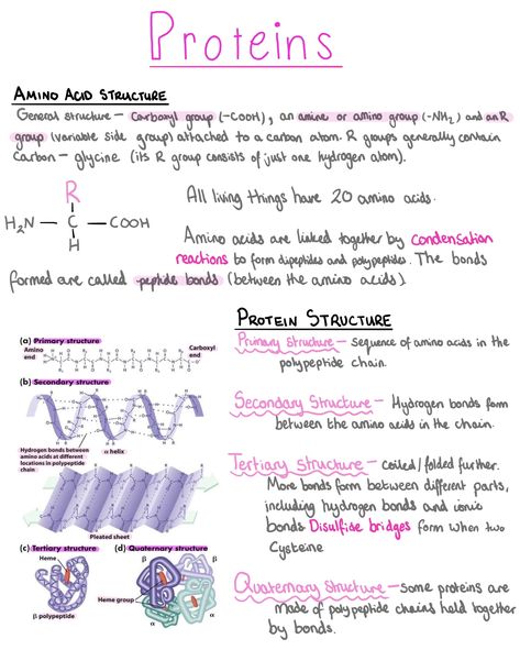 Structure Of Proteins Notes, Biochemistry Notes Proteins, Primary Structure Of Proteins, Secondary Structure Of Protein, Protein Notes Biology, Biochemistry Amino Acids, Biology Proteins Notes, Protein Notes Biochemistry, Protein Structure Biology