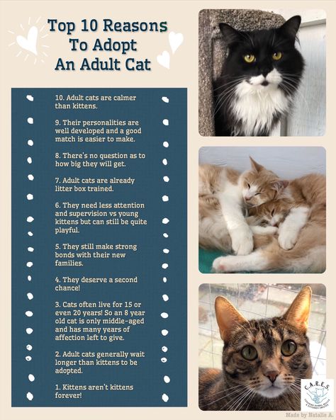 10 reason to adopt an adult cat made by C.A.R.E.S. Cat Shelter volunteer Natalie A. Animal Shelter Events, Animal Shelter Social Media Ideas, Animal Shelter Social Media, Cat Rescue Ideas, Animal Shelter Volunteer Aesthetic, Animal Shelter Ideas, Saving Dogs, Animal Shelter Fundraiser, Animal Rescue Fundraising